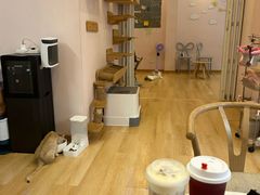 -猫咪派对(江南西店)