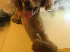 -美联众合动物医院(·中兽医·疑难杂症·严家桥分院)