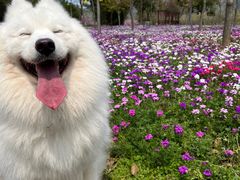 -天适樱花悠乐园
