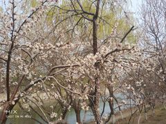 -桃花堤公园