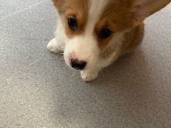 -我爱猫咪·猫咖·狗咖·安哥拉兔·羊驼咖(小寨华旗店)