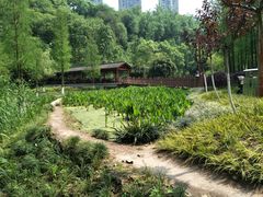 -重庆彩云湖湿地公园