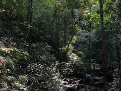 -莫里热带雨林景区