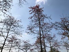 -云溪植物园