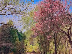 -北京十三陵国家森林公园蟒山景区