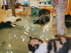 -萌喵咖啡屋(人民东路4号口M16商铺店)
