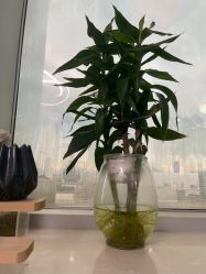 -瓷肌博士·祛痘科技美肤