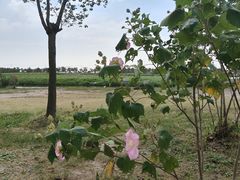 -春花秋色城市公园