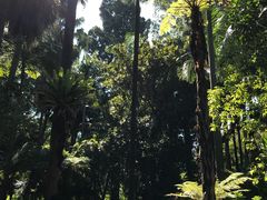 -墨尔本皇家植物园
