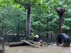 -都江堰中华大熊猫苑