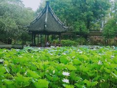 -上海醉白池公园