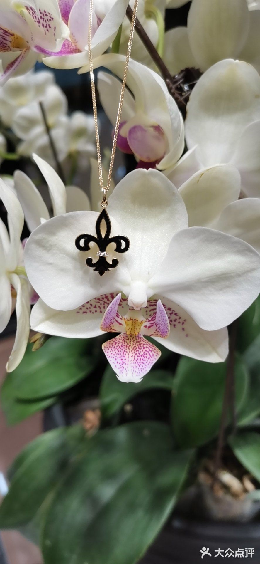 莱绅通灵鸢尾花系列