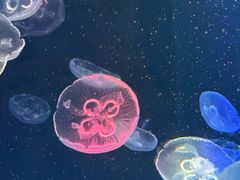 -海合安成都极地海洋公园