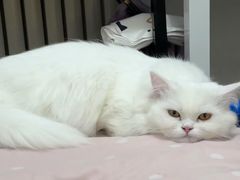 -联合动物医院(光谷诊疗中心)