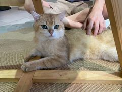 -Heymao猫咖.咖啡厅(东门店)