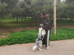 -北京京卫宠物寄养训练中心
