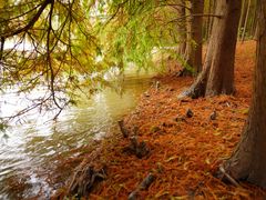 -上海海湾国家森林公园