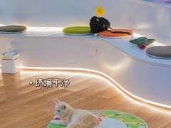-COLOR PETS 撸猫馆·购猫·猫咖(长风大悦城店)
