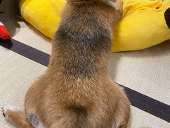 -逗柴咖啡屋·狗咖猫咖宠物桌游