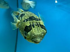 -北戴河圣蓝海洋公园