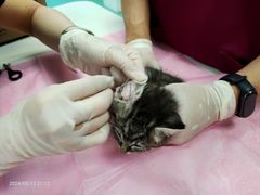 -北京观赏动物医院·24小时大型综合·猫专科·异宠专科