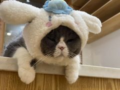 -是阿柴呀！柴犬咖啡·爱喵喵猫咖