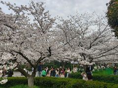 -武汉大学-樱园