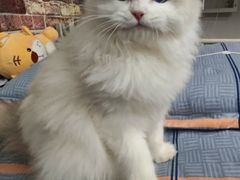 -喵zoo家庭繁育猫舍(尖东智能花园店)