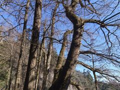 -天目山大树王景区