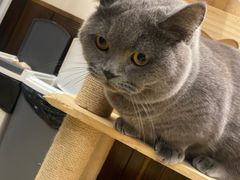 -逗柴咖啡屋·狗咖猫咖宠物桌游