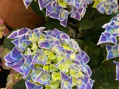 -双季花艺园艺市场(浦东店)