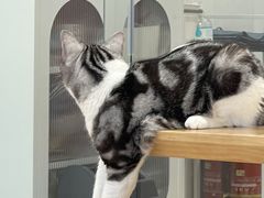 -有喵·猫咖·狗咖·30几只猫10只小狗(岗厦店)