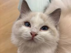 -有喵·猫咖·狗咖·30几只猫10只小狗(岗厦店)