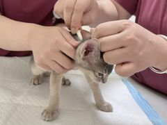 -纳吉亚猫专科动物医院博雅分院