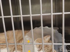 -中农大我爱我爱动物医院·核磁CT·猫病·24小时夜诊中心(石佛营店)