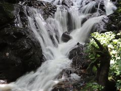 -莫里热带雨林景区