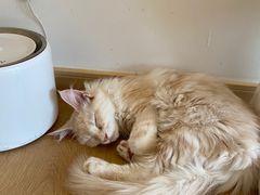 -猫腻·猫咖·撸猫馆(星光大道店)