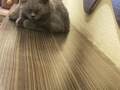 -more than meow吴止猫主题餐厅(承德 中船汇店)