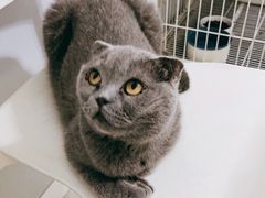 -喵的天空名猫咖啡馆·撸猫·猫舍·用品