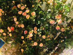 -星歌派对量贩KTV