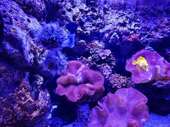 -暹罗海洋世界