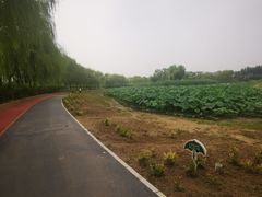 -大兴滨河森林公园