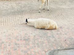 -深圳野生动物园