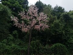 -东部华侨城