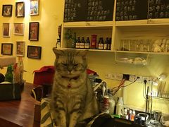 -猫色咖啡·猫咖