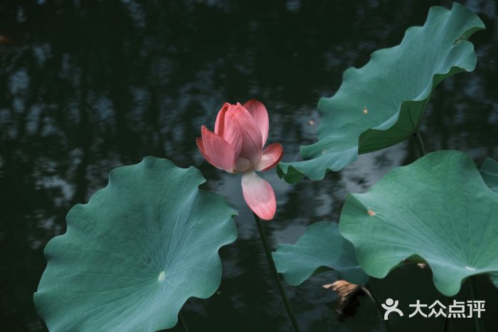 三里河公园图片