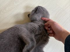 -豆逗聊愈猫阁Easy Life