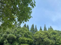 -上海滨江森林公园