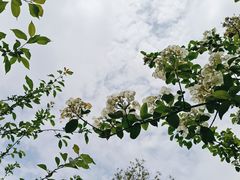 -昆山城市生态森林公园