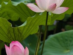-荔湾湖公园